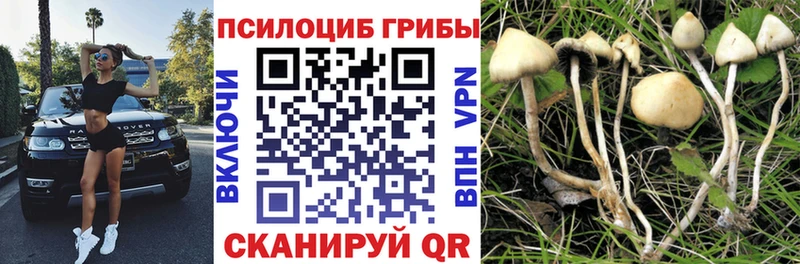 Галлюциногенные грибы мицелий  где купить наркоту  Приволжский 